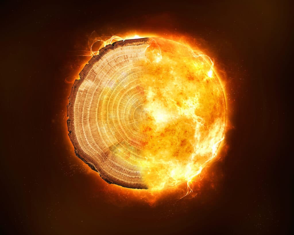 Tree rings tell stellar stories of  Earth-damaging radiation storms from space unknown