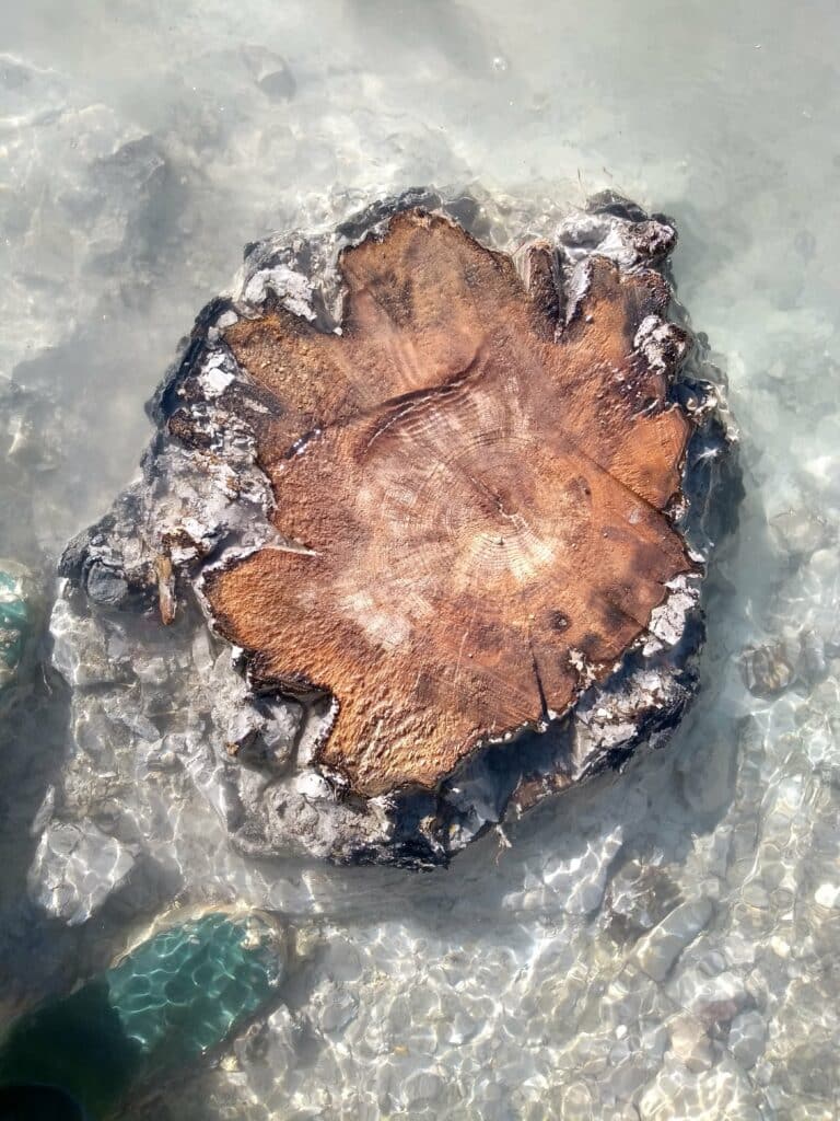 Tree rings of a buried subfossil tree in the Drouzet river. (
