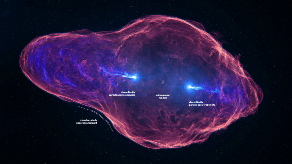 Artist's impression of the SS 433 system, depicting the large-scale jets (blue) and the surrounding Manatee Nebula (red)
