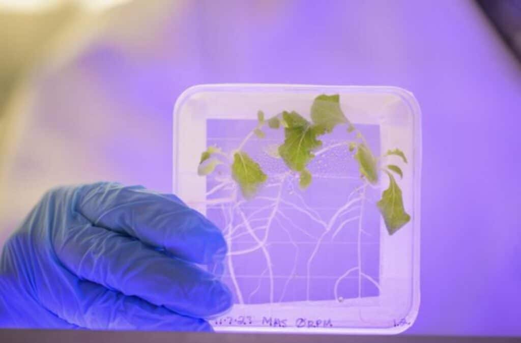 Researchers at the University of Delaware are looking at how plants grown in space are more prone to infections of Salmonella compared to plants not grown in space or grown under gravity simulations