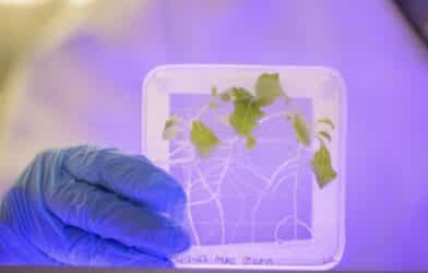 Researchers at the University of Delaware are looking at how plants grown in space are more prone to infections of Salmonella compared to plants not grown in space or grown under gravity simulations