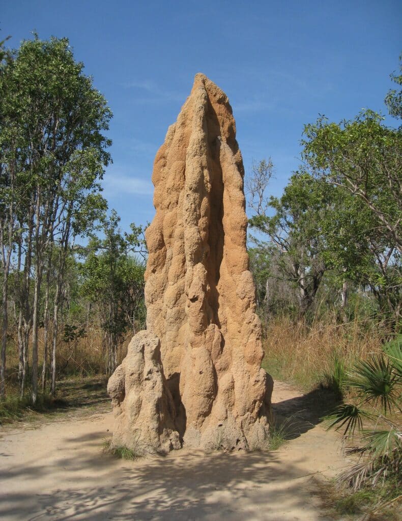 Termite cathedral mound