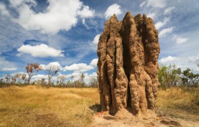 Porous cathedral termite mounds, which the insects constantly adjust to regulate their underground nests, can soar as high as 23 feet and stand for as long as 80 years