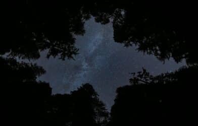 Photograph of space and stars through redwood trees